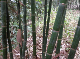柳州中国尤溪绿竹之乡,柳州绿竹一身是宝,柳州绿竹苗栽培技术